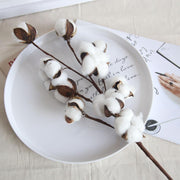 Plants Cotton Stems Homeplistic