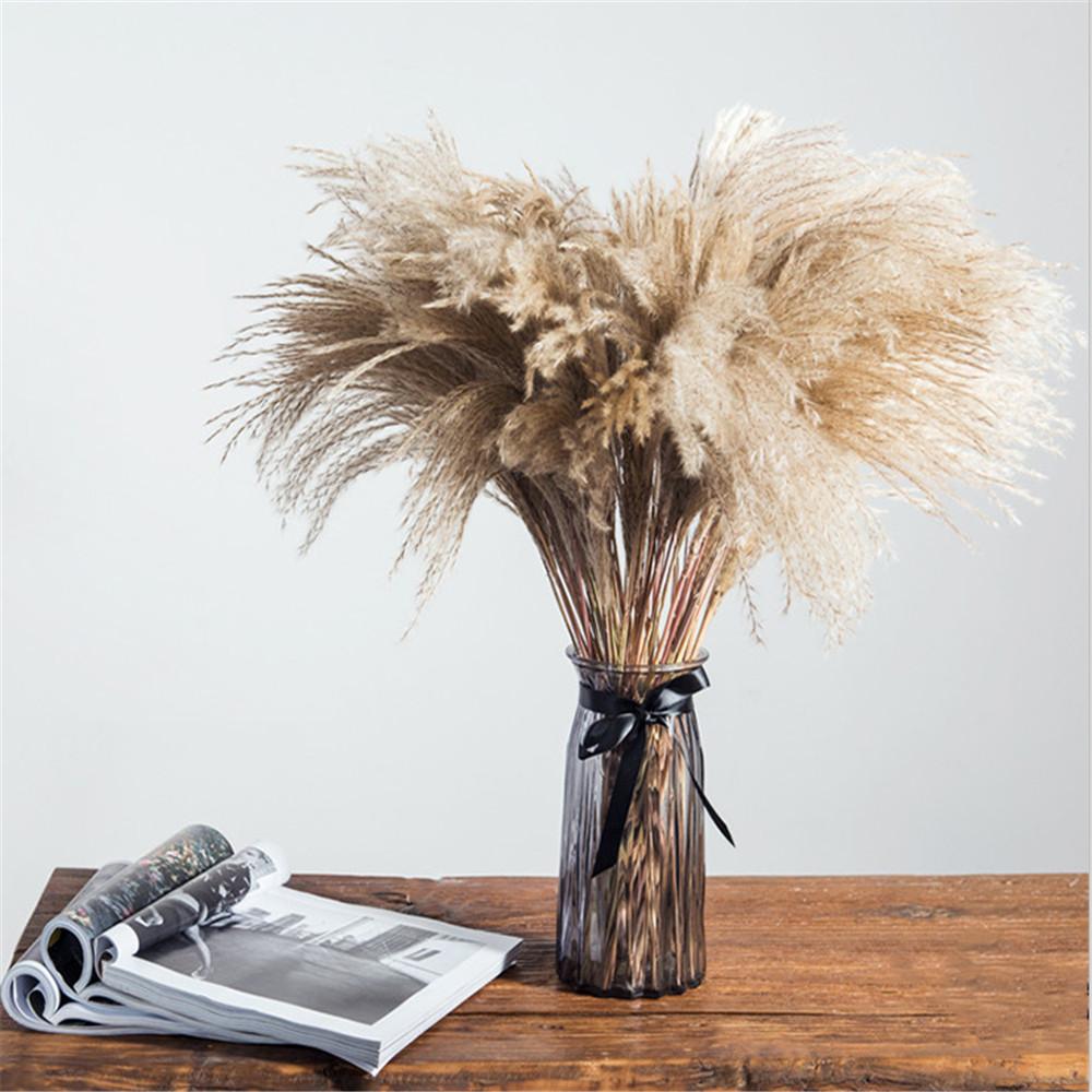 Dried Pampas Grass - Homeplistic