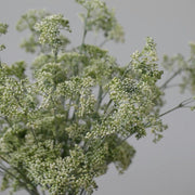 Faux Plants Faux White Trachelium Flowers Homeplistic