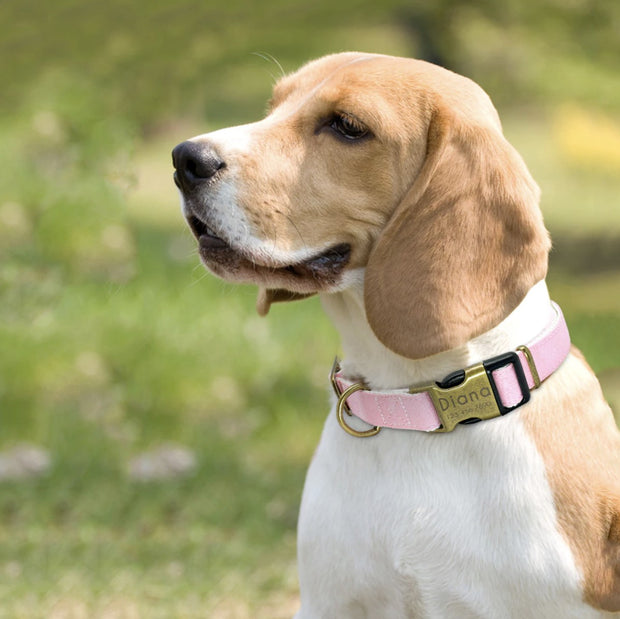 Collar Pastel Custom Engraved Dog Collar Homeplistic