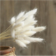 Dried Plants Dried Bunny Tail Grass Homeplistic