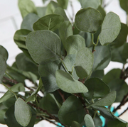 Plants Eucalyptus Leaves Homeplistic